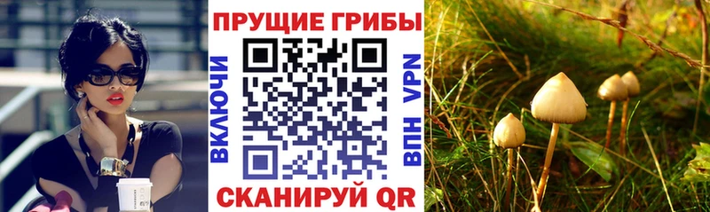 Псилоцибиновые грибы Psilocybine cubensis купить наркотик Питкяранта